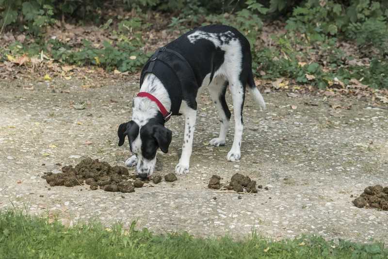 Warum fressen Hunde Kot? Gründe und Lösungen