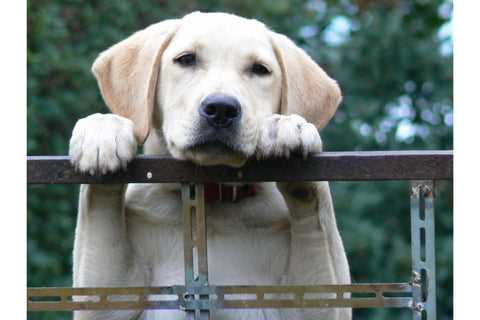 Wie man mit Langeweile und Stress bei Hunden umgeht