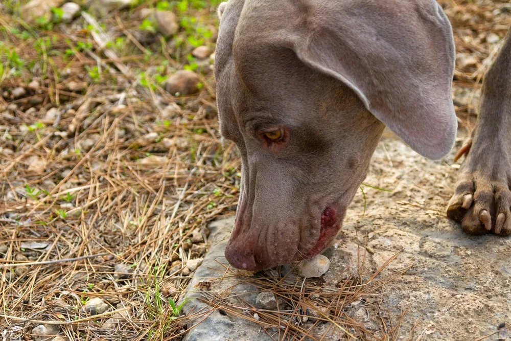 Ursachen für Langeweile und Stress bei Hunden