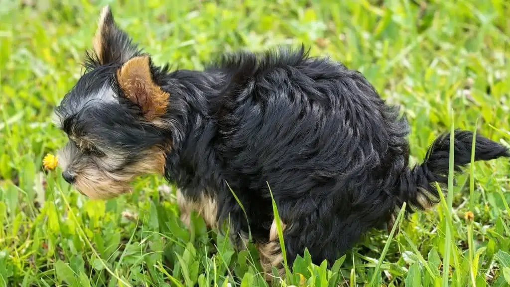 Warum fressen Hunde Steine? Die häufigsten Gründe und wie man damit umgeht