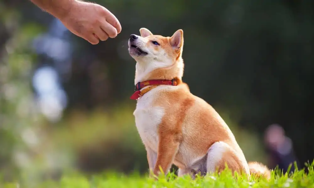 Warum freut sich mein Hund nicht, wenn ich komme? – Mögliche Gründe und Lösungen