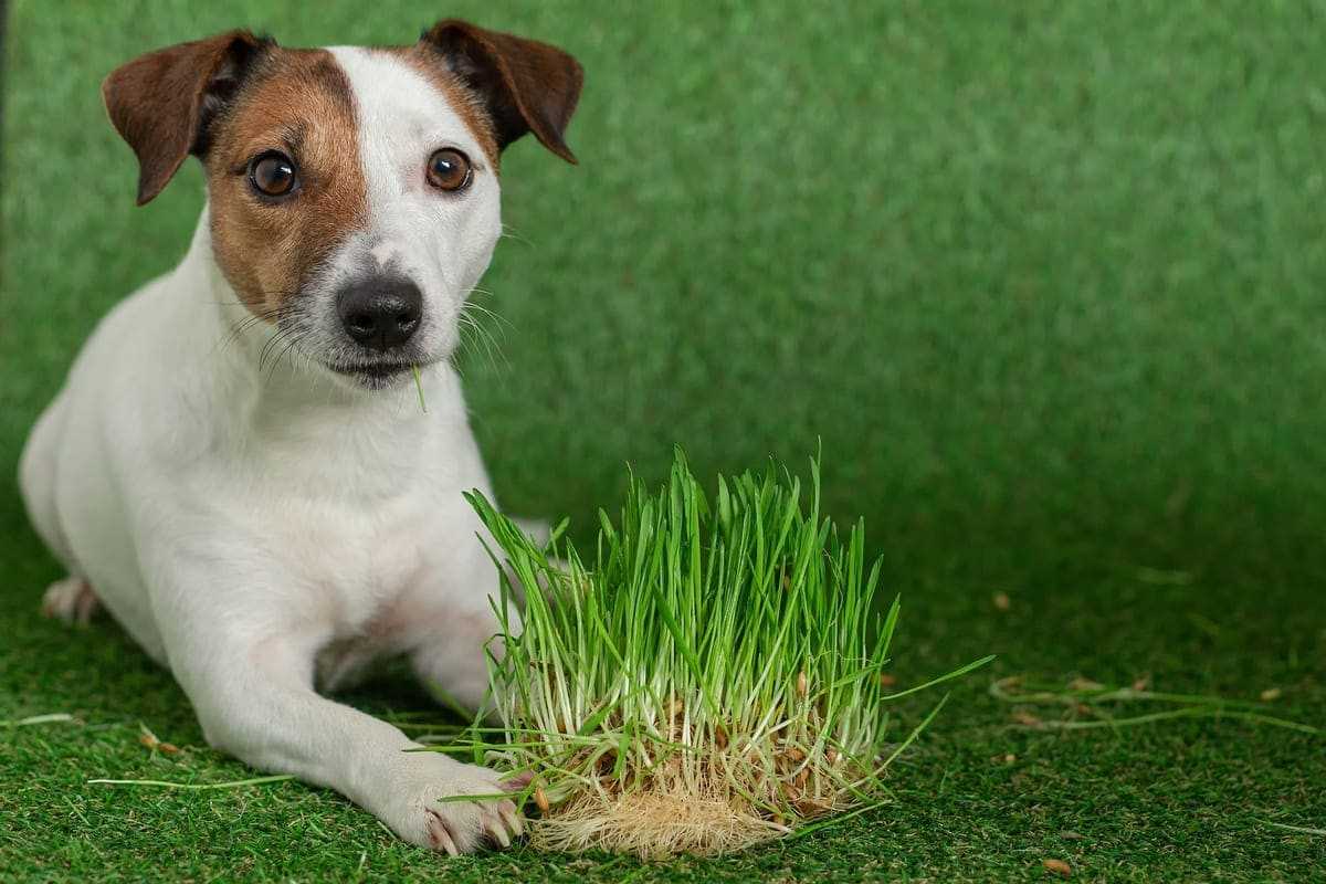 Warum frisst der Hund Gras? Die Gründe und mögliche Erklärungen