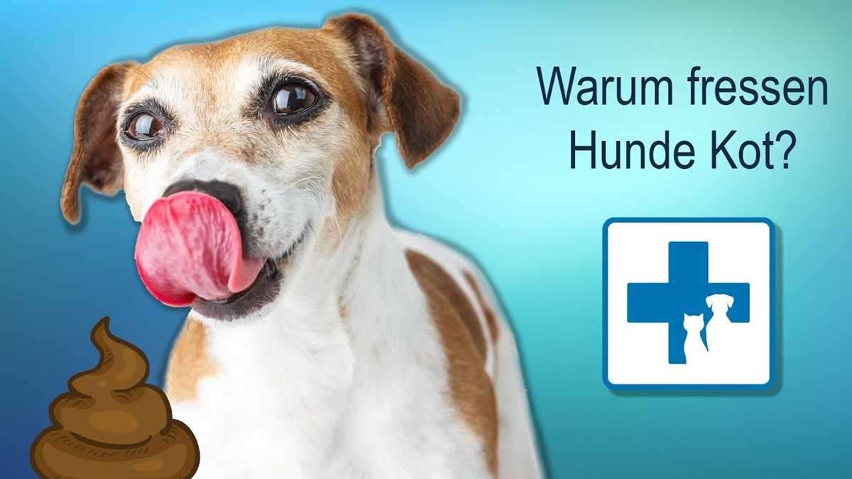 Warum frisst ein Hund Kot? Die Gründe hinter diesem Verhalten