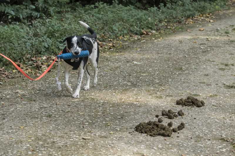 Tipp 3: Hundeernährung überprüfen