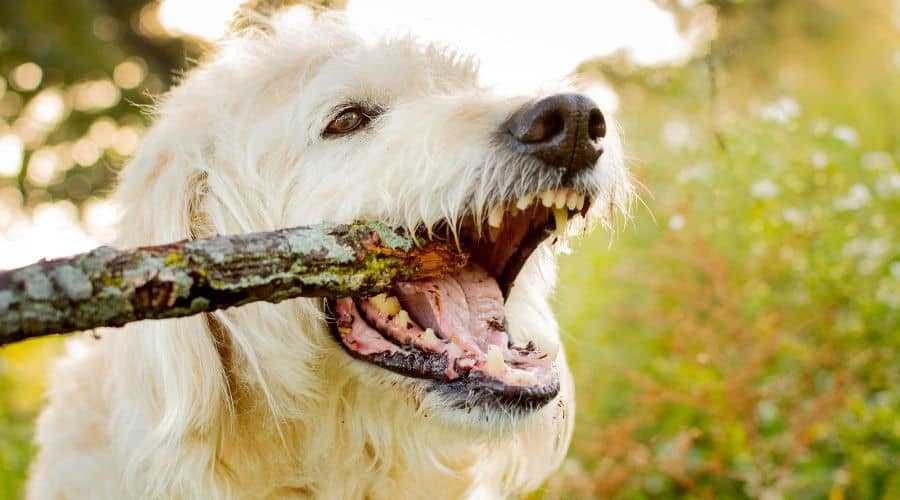 Warum frisst mein Hund Holz? – Gründe und Lösungen