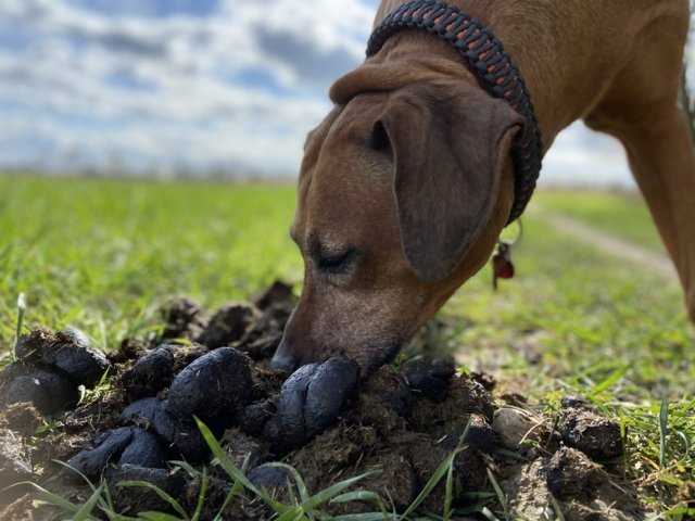 Warum frisst mein Hund Kot von anderen Hunden? | Tipps und Ratschläge