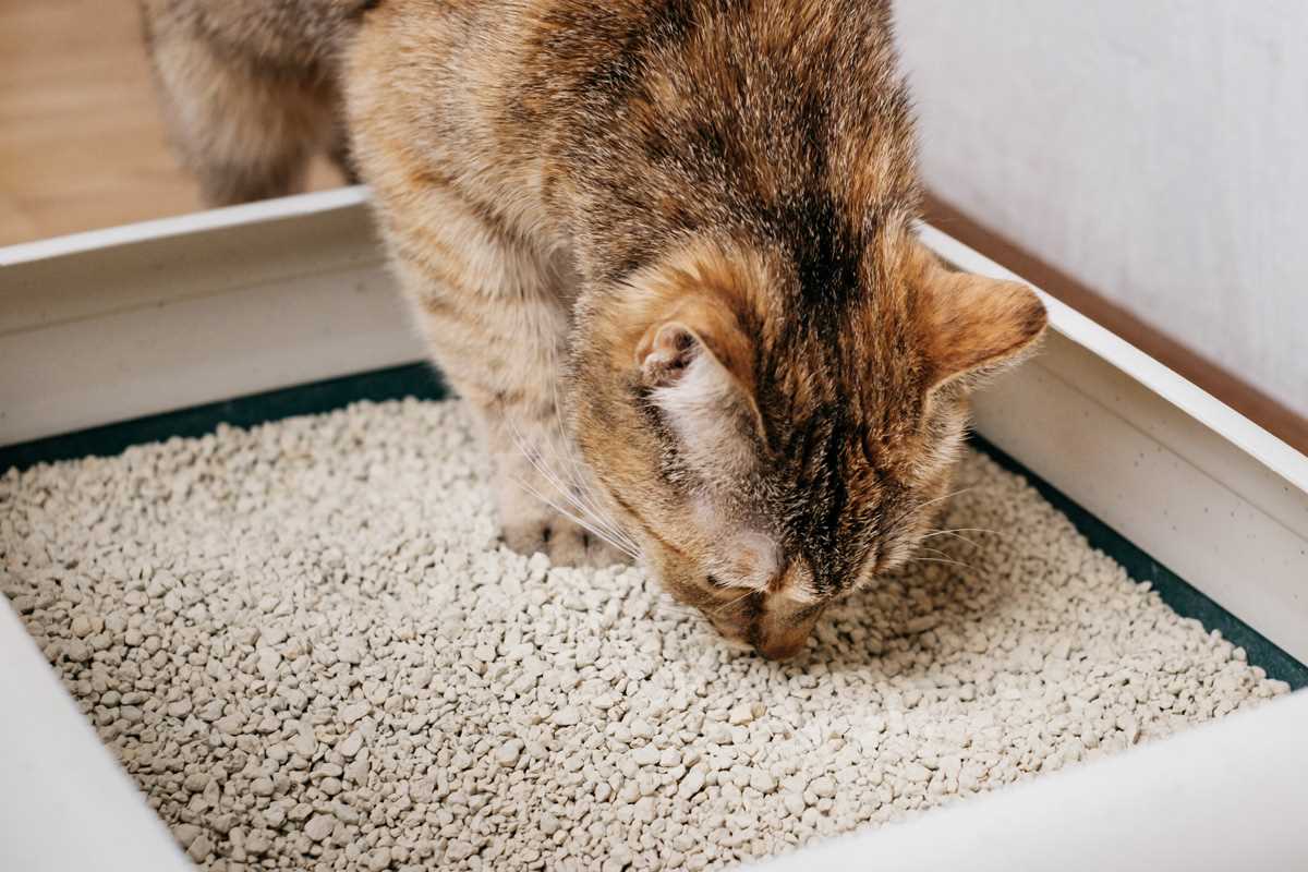 Warum frisst meine Katze Katzenstreu? Alles, was Sie darüber wissen müssen