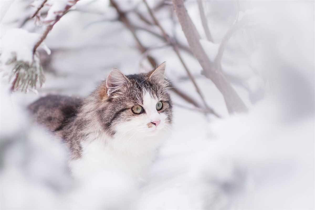 Warum frisst meine Katze so viel? Gründe und Empfehlungen