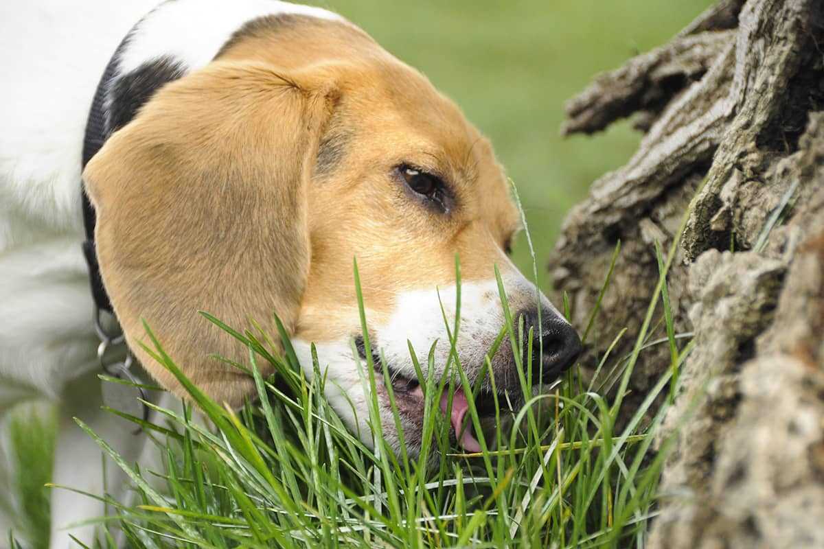 Tiere sind ja bekanntlich die besten Ärzte: Was der Grasverzehr Ihres Hundes über seine Gesundheit aussagt