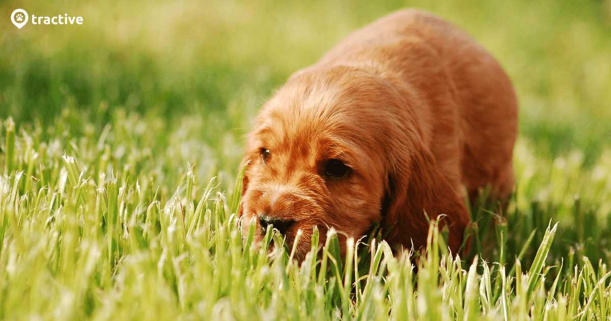 Warum frisst mein Hund Gras: Ursachen, Bedeutung und Tipps