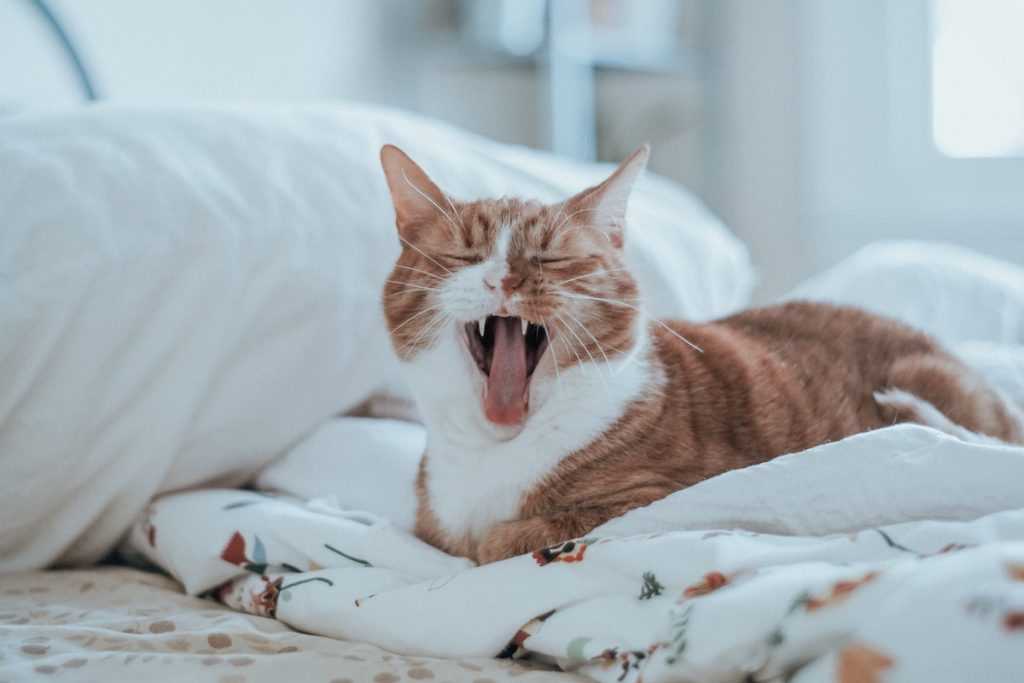 Geben Sie Ihrer Katze genügend Liebe und Aufmerksamkeit