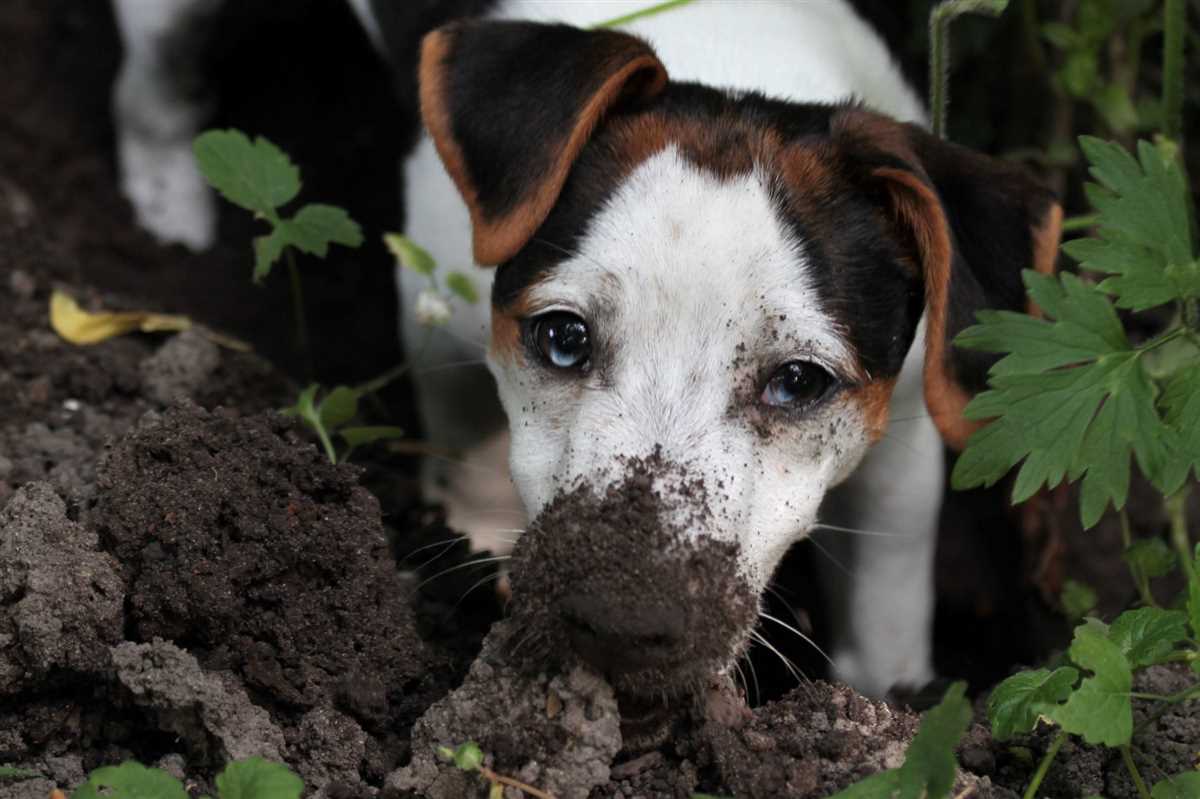 Hundedecke oder Hundekissen