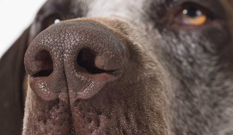 Die Natur des Hundes: Eine feuchte Nase