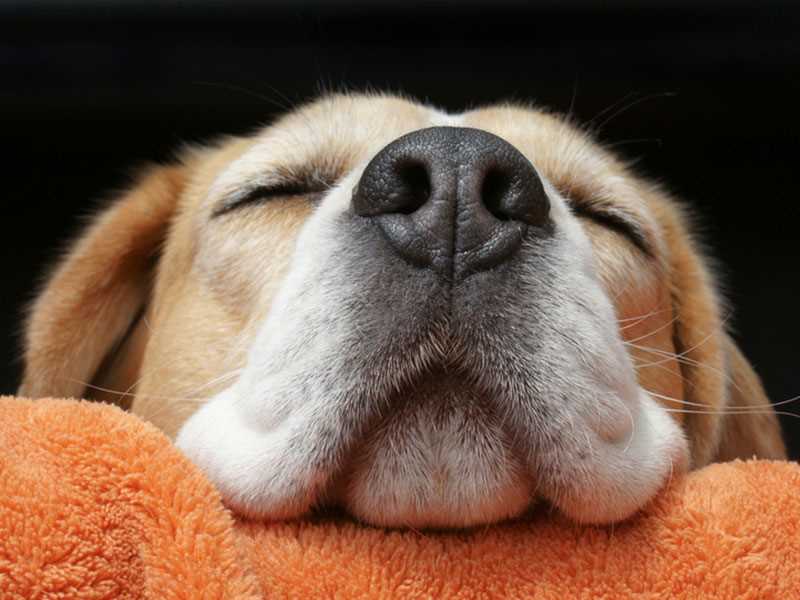 Warum haben Hunde eine feuchte Nase?
