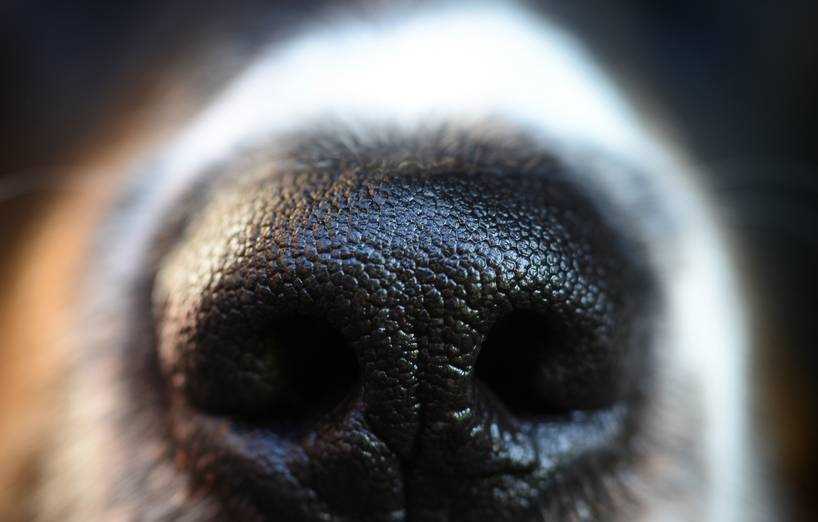 Die Schleimhaut der Nase: Hunde und Geruchssinn