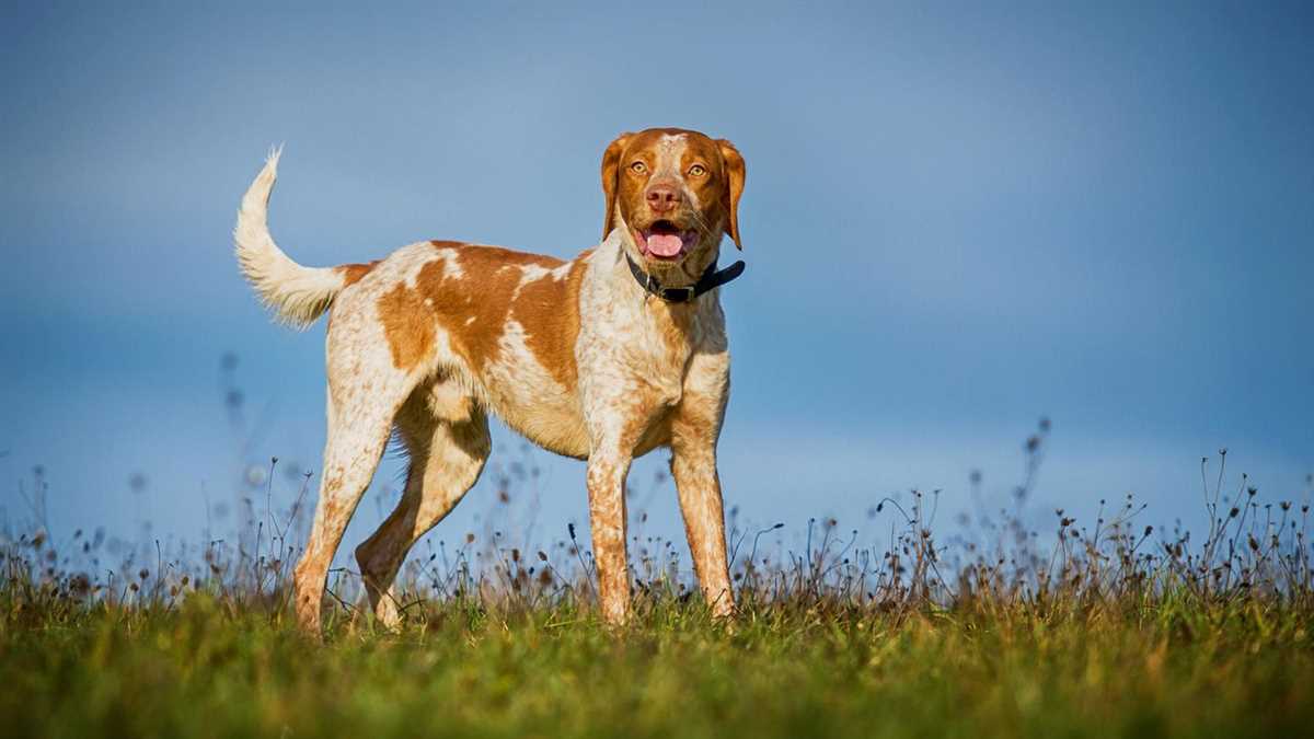 Warum haben Hunde einen Schwanz? Gründe und Funktionen erklärt