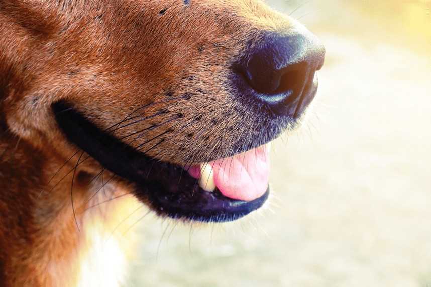 Die Funktion der Schnurrhaare bei Hunden