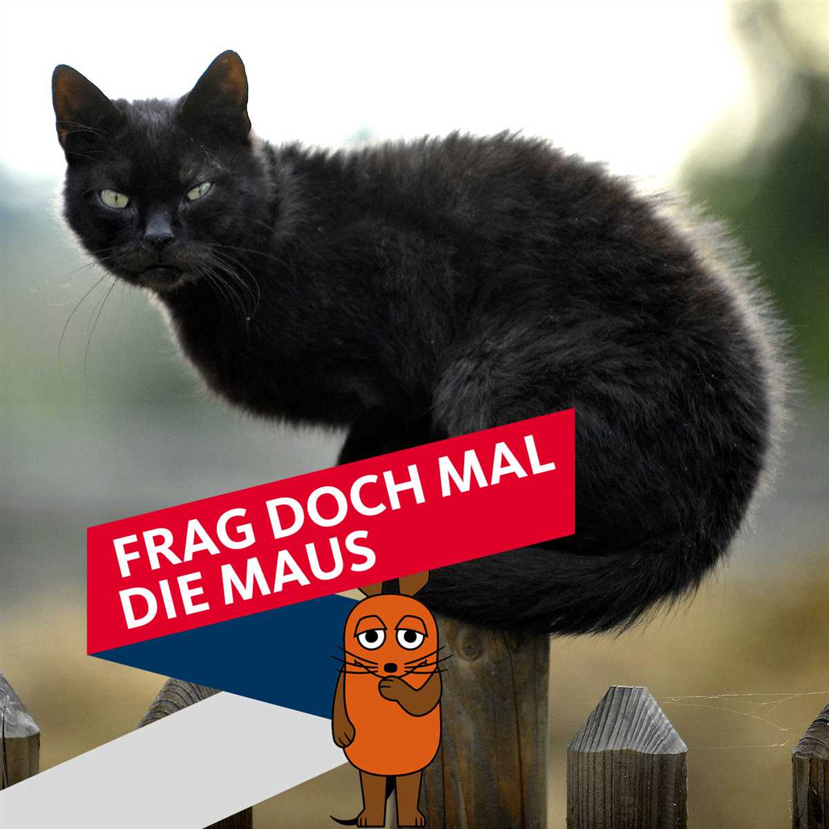 Die erstaunliche Fähigkeit der Katzen