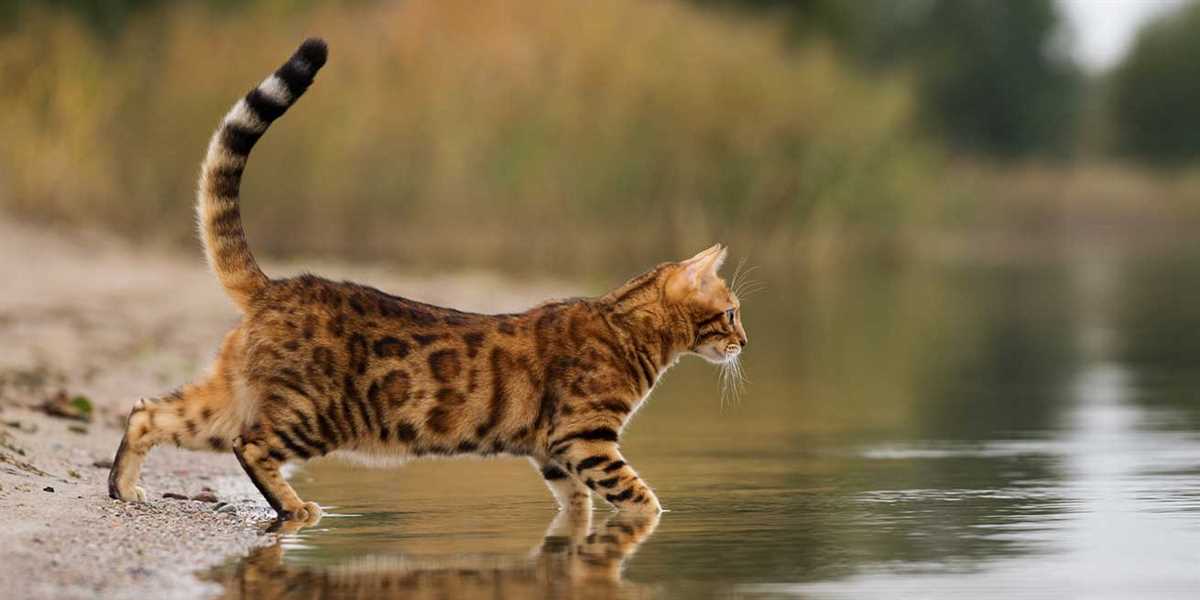 Warum haben Katzen Angst vor Wasser? – Die häufigsten Gründe erklärt