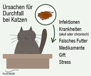 Ursachen und Behandlung von Katzen-Durchfall: was man wissen sollte