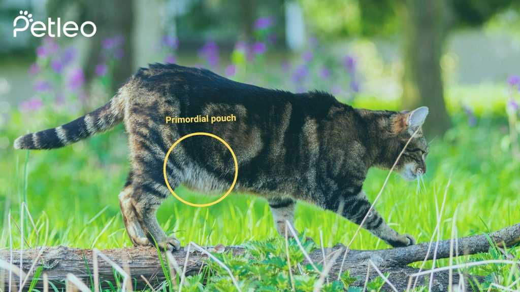 Warum haben Katzen einen Hängebauch? | Die Gründe und Lösungen erklärt