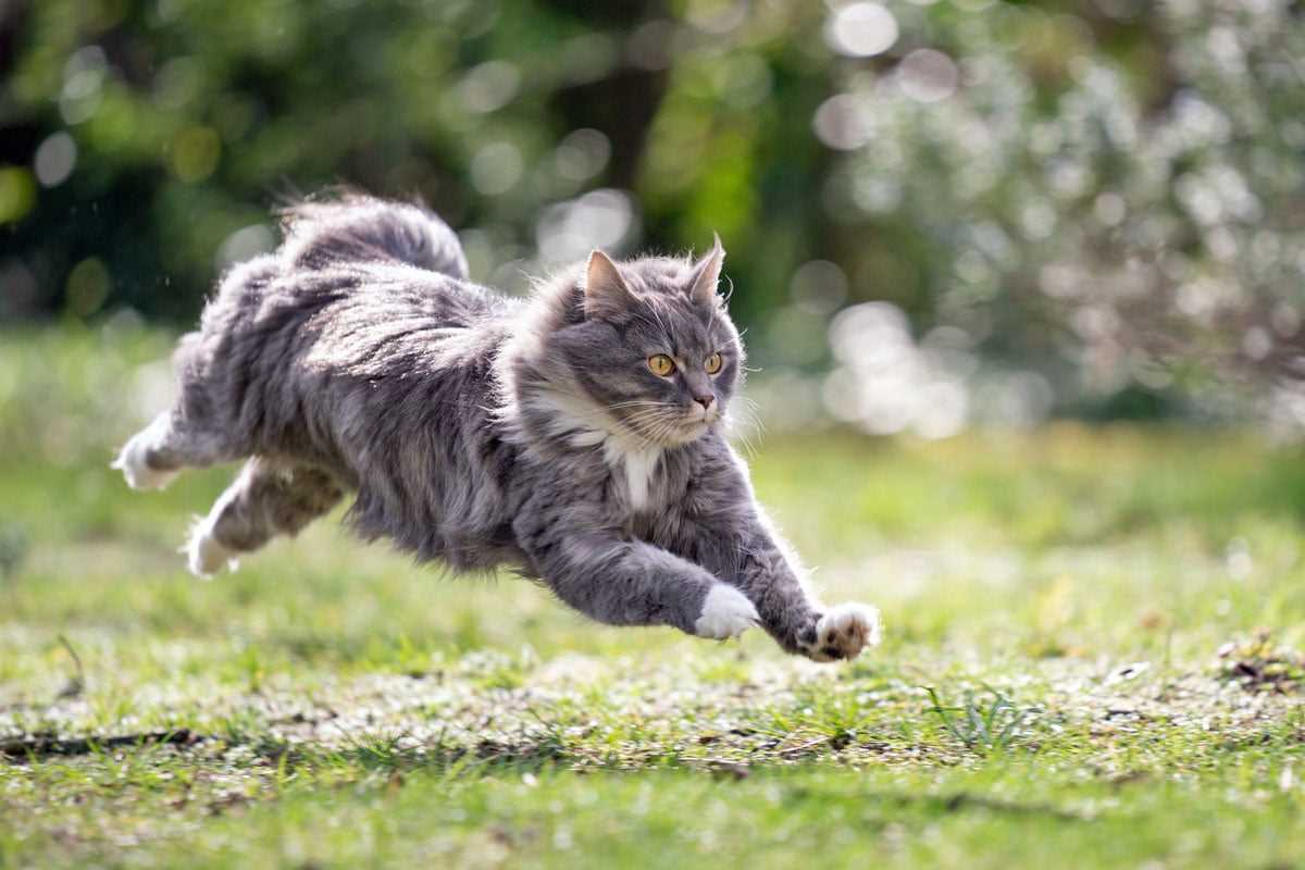 1. Überwachen Sie die Ernährung Ihrer Katze