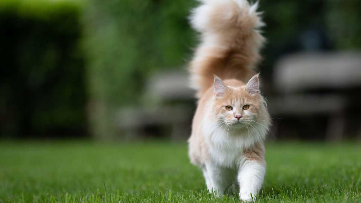 Warum haben Katzen einen Schwanz? Die Bedeutung des Schwanzes bei Katzen