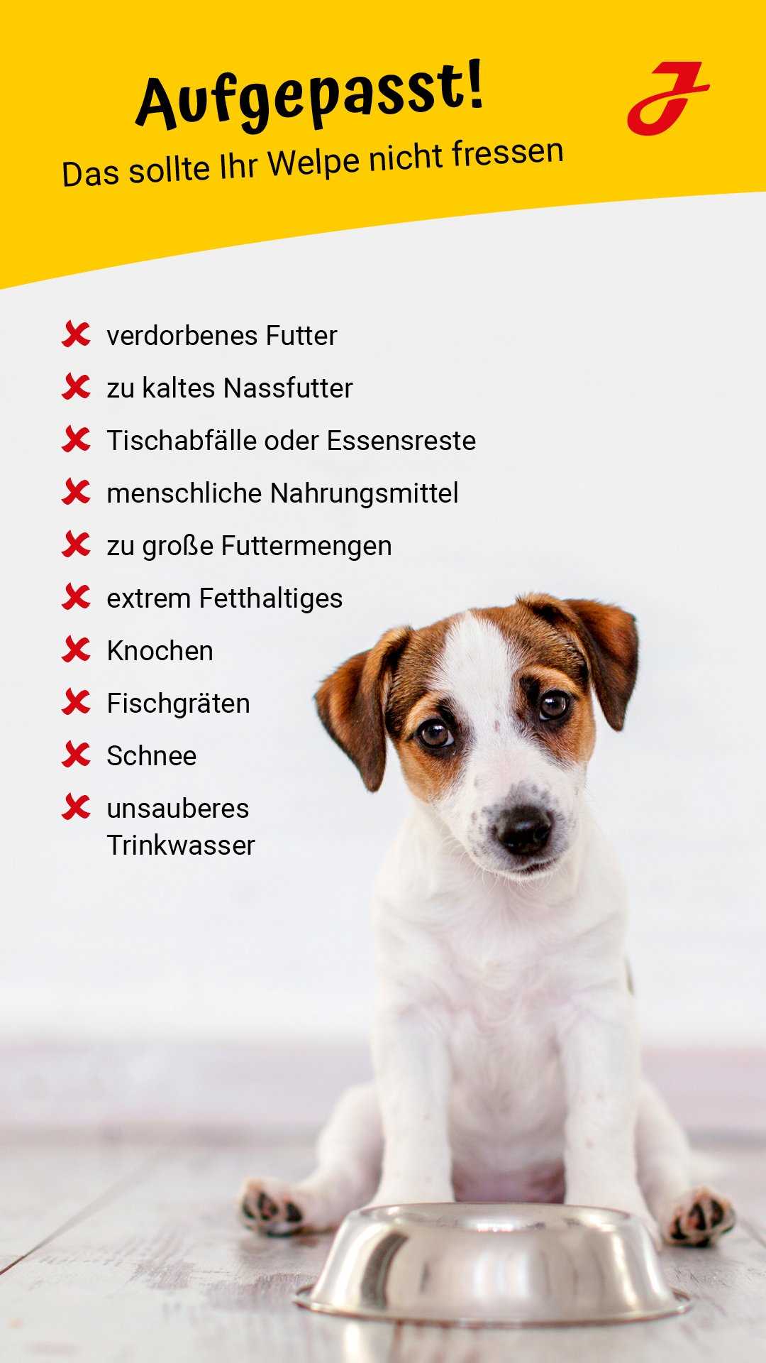 Warum hat mein Hund Durchfall, ist aber fit? Tipps und Ursachen!