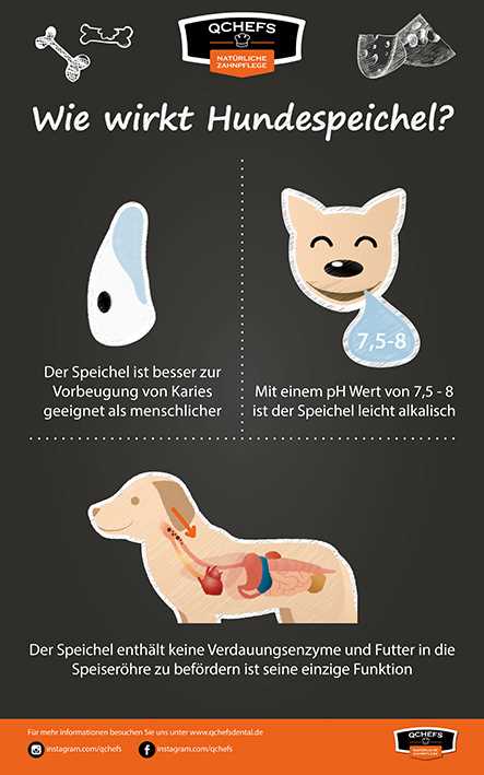 Mögliche Lösungen für Mundgeruch beim Hund