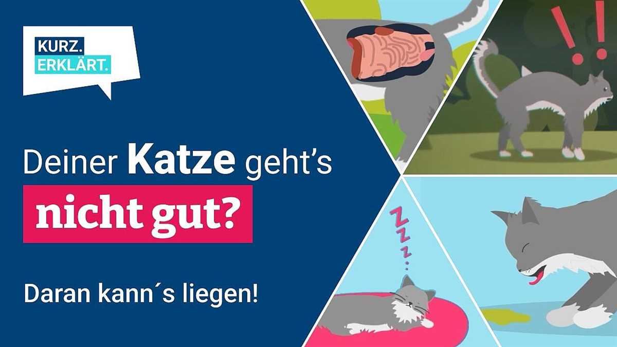 Behandlung von allergischem Durchfall bei Katzen