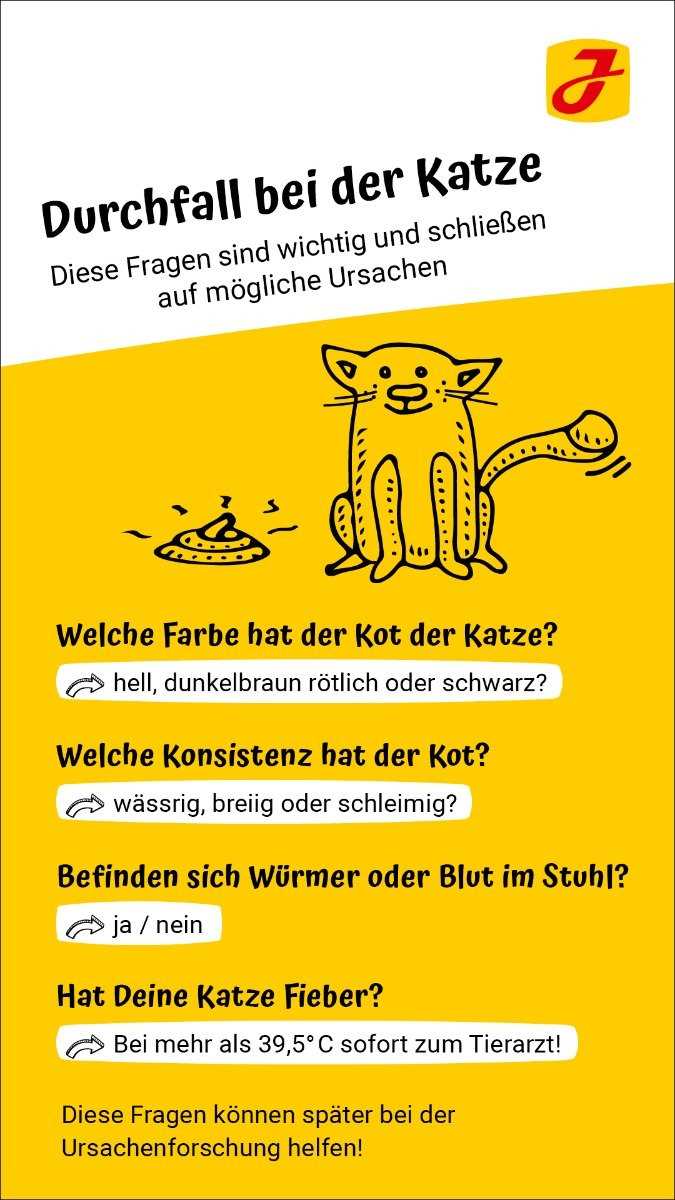 Warum hat meine Katze Durchfall: Ursachen und Behandlungsmöglichkeiten