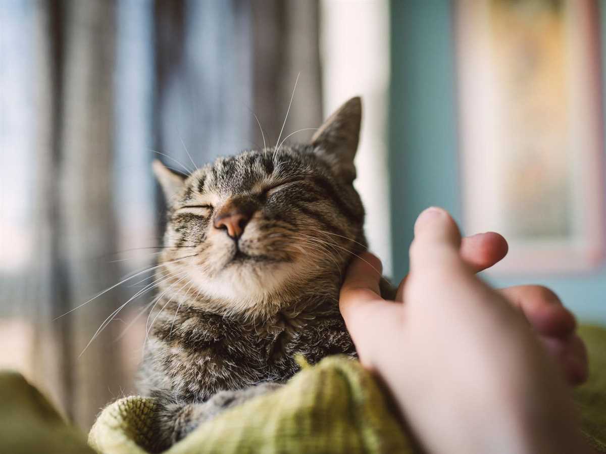 Warum heben Katzen den Po beim Streicheln?