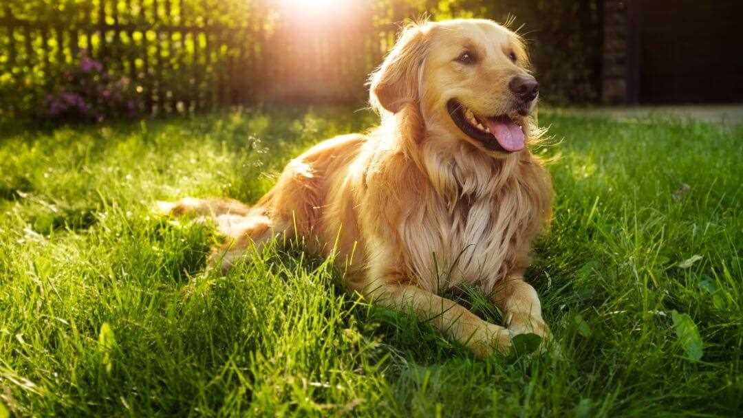 Gesundheitliche Probleme, die Hecheln bei Hunden verursachen können