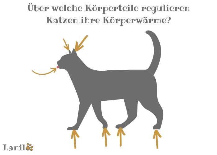 Warum hecheln Katzen? 7 Gründe für das Hecheln von Katzen