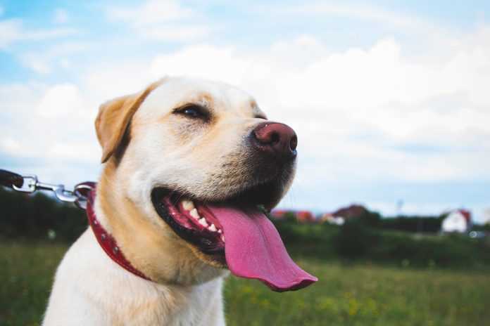 Warum hechelt mein Hund abends? 5 mögliche Gründe