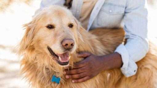 Warum hechelt mein Hund so stark? Erfahren Sie die Gründe und Lösungen