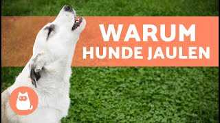 Tipps zum Umgang mit heulenden Hunden bei Sirenen