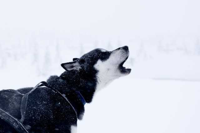 Hintergründe des Heulens von Hunden