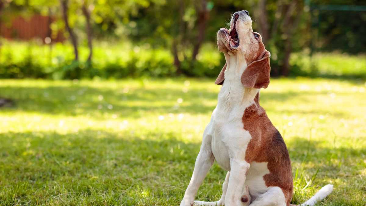 Warum heulen Hunde mit Menschen: Eine Erklärung für dieses Verhalten