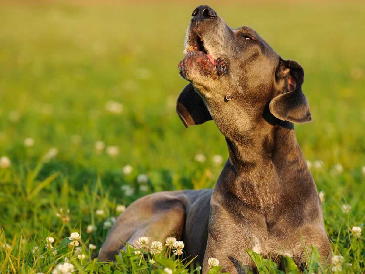 Warum heulen Hunde nachts: Ursachen und Lösungen