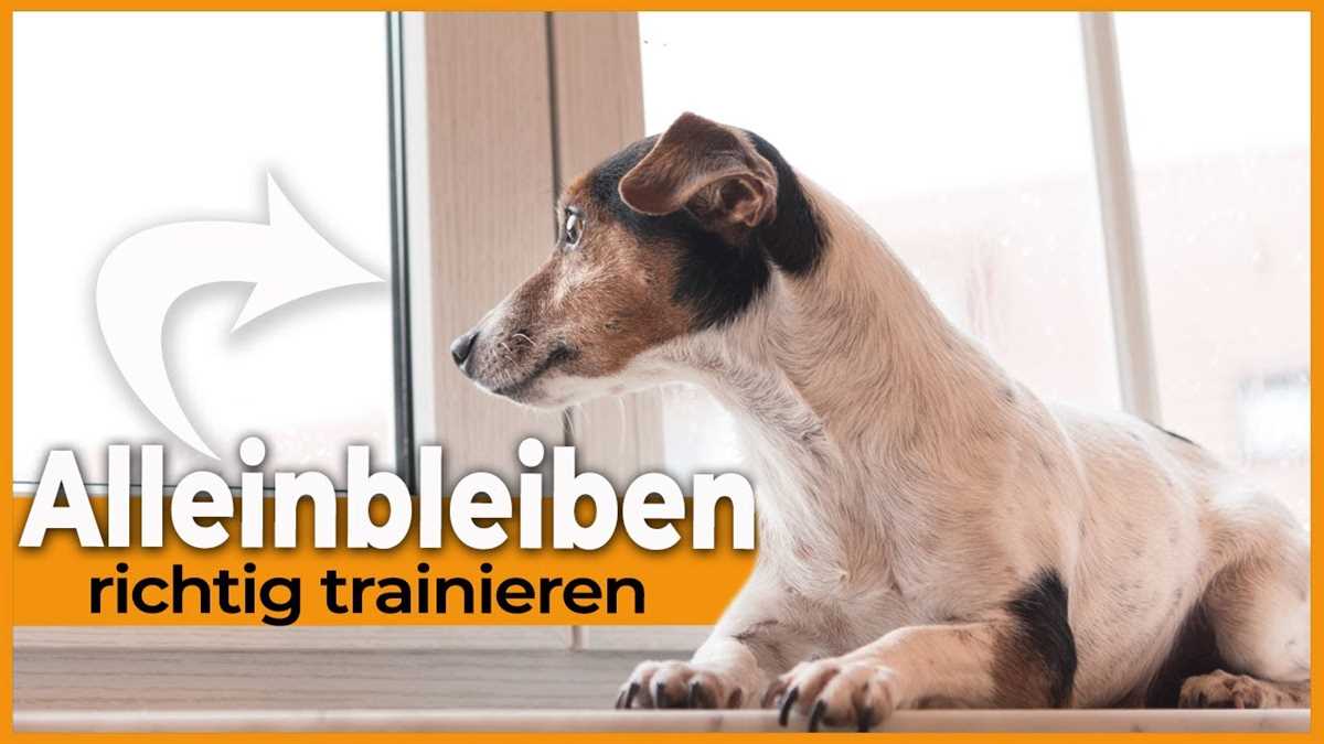 Warum heulen Hunde, wenn sie alleine sind? Tipps zum Umgang mit dieser Verhaltensweise