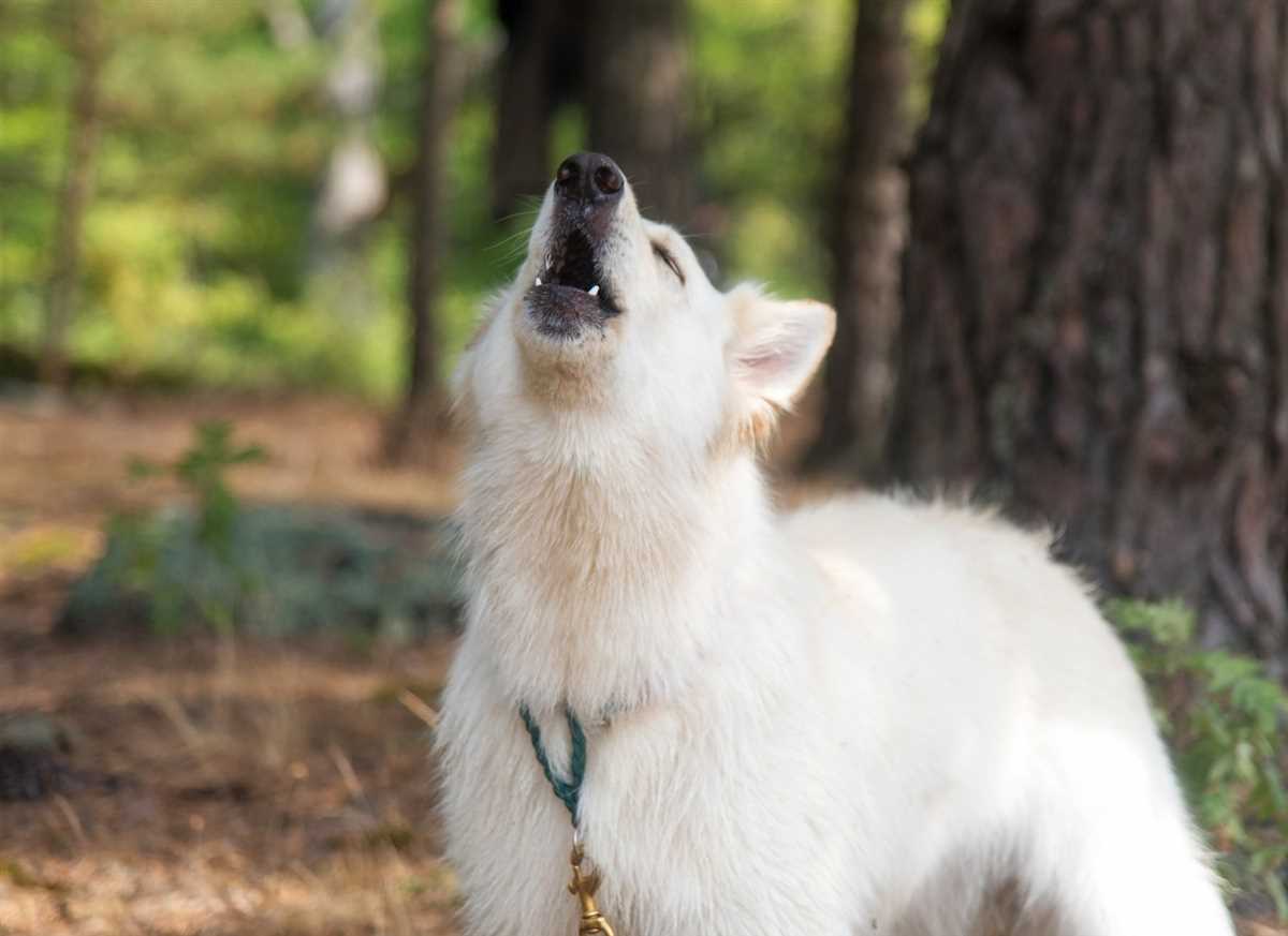 Bedeutung des Heulens bei Hunden