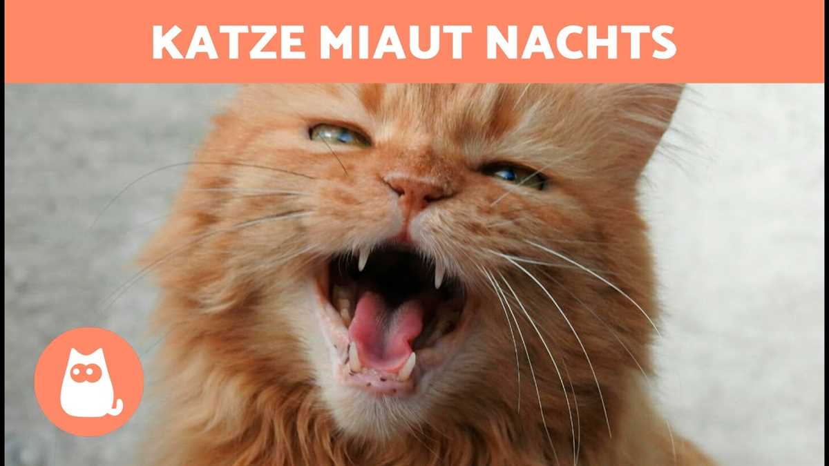 1. Kommunikation mit anderen Katzen