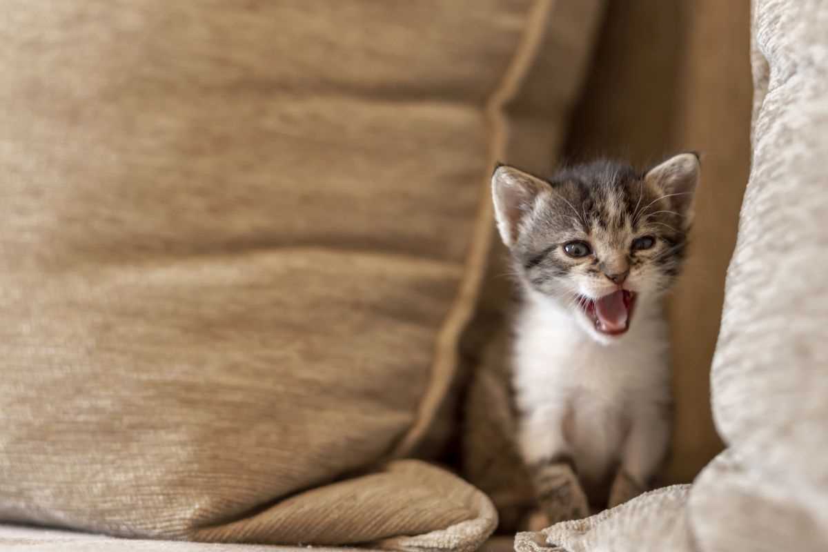 Warum heulen Katzen nachts draußen? – 5 Gründe und was es bedeutet