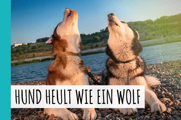 Gründe für das Heulen des Hundes