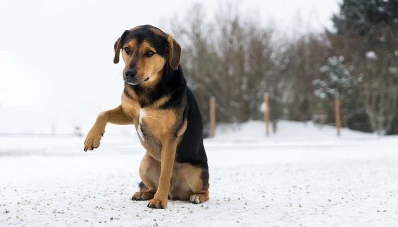 Was tun, wenn der Hund humpelt?