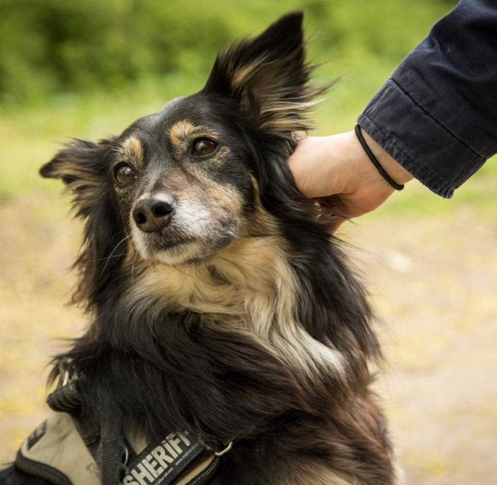 Warum sollte man den Kopf des Hundes nicht streicheln?