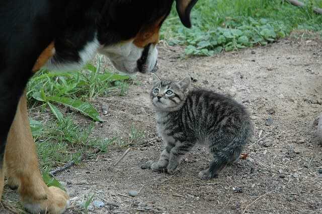 Warum ist meine Katze plötzlich so ängstlich? – Gründe und Tipps