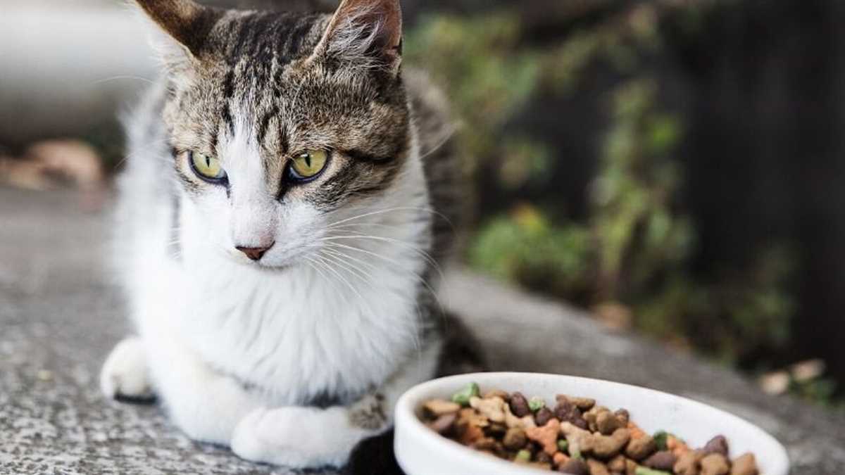 Gesundheitsprobleme als Grund für Gewichtsverlust