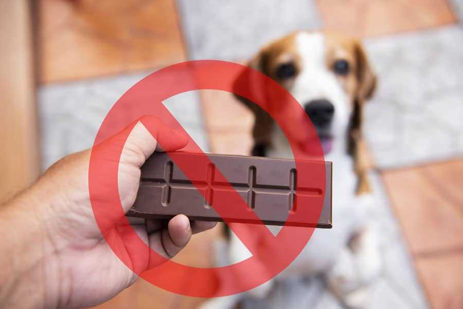 warum ist schokolade fur hunde giftig lh9cjcm0